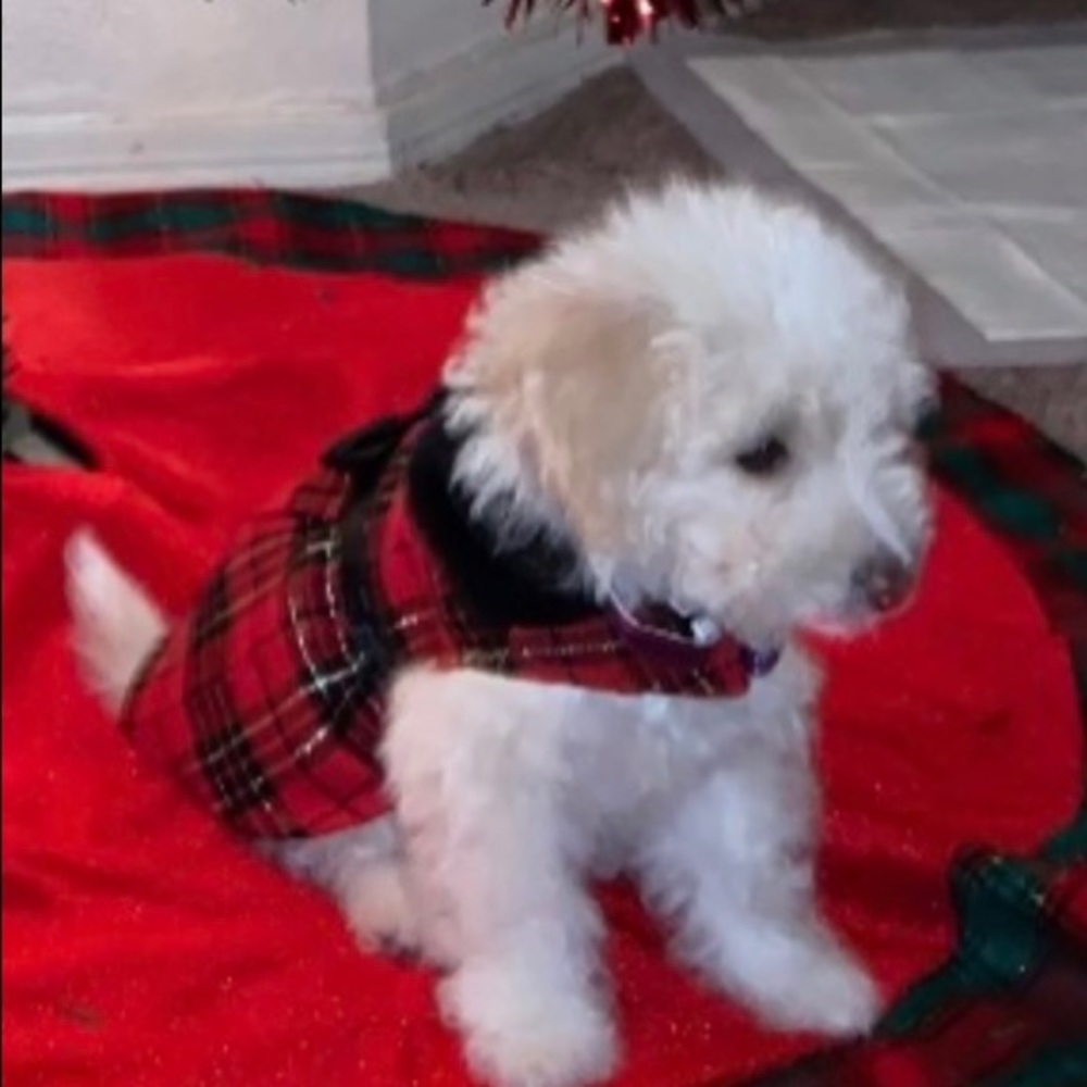 Cute Puppy Christmas Dress Size XS